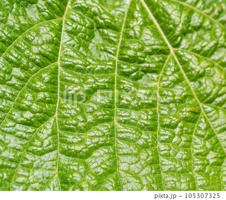 Green Leaf Macro Texture Background, Bumpy Rough Plant Surface Closeup, Foliage Pattern 105307325