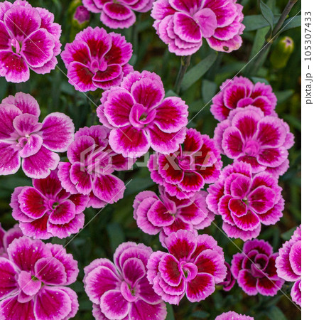 Carnation Flowers Closeup, Natural Pink Flowerbed 105307433