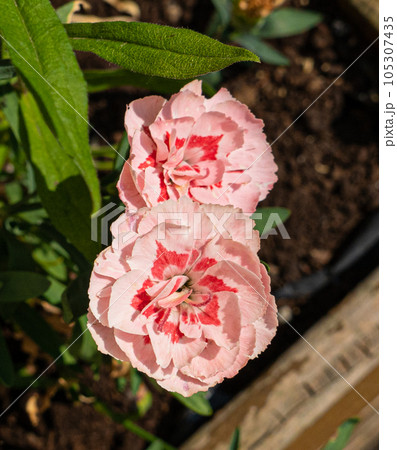 Carnation Flowers Closeup, Natural Pink Flowerbed 105307435