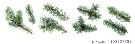 Blue Spruce Twigs Isolated, Natural Colorado Twig Set on White Background 105307788