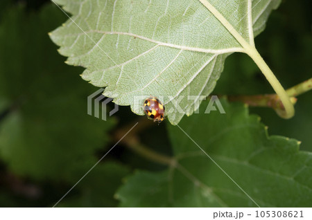 アミダテントウ アミダテントウ 105308621