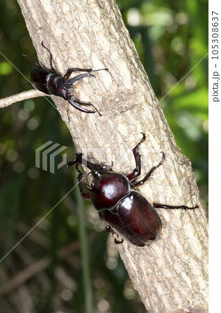 カブトムシとノコギリクワガタ カブトムシとノコギリクワガタ 105308637