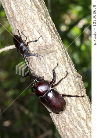 カブトムシとノコギリクワガタ カブトムシとノコギリクワガタ 105308639