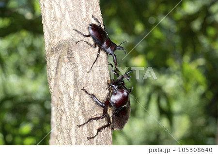 カブトムシとノコギリクワガタ 105308640