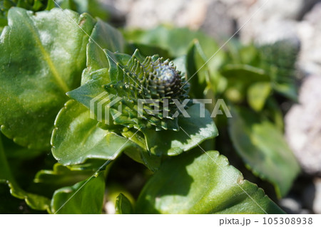 ホソバウルップソウの蕾 ホソバウルップソウの蕾 105308938