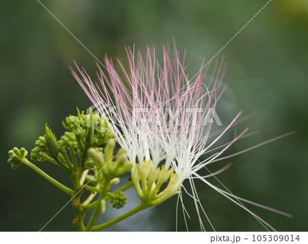 ネムノキ　ピンクの花② 105309014