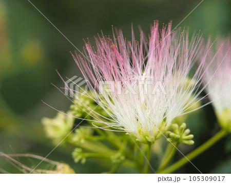 ネムノキ　ピンクの花⑤ 105309017