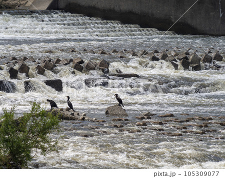 柏原堤体で休む川鵜の群れ 柏原堤体で休む川鵜の群れ 105309077
