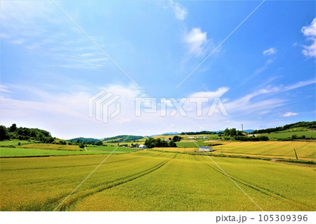 七月の北海道、美瑛の丘で感じる初夏の薫り、芳醇な大地、欧州ヨーロッパの田舎町を想わせる丘の町にて 105309396