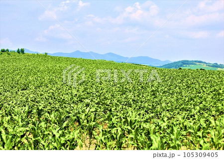 七月の北海道、美瑛の丘で感じる初夏の薫り、芳醇な大地、欧州ヨーロッパの田舎町を想わせる丘の町にて 七月の北海道、美瑛の丘で感じる初夏の薫り、芳醇な大地、欧州ヨーロッパの田舎町を想わせる丘の町にて 105309405