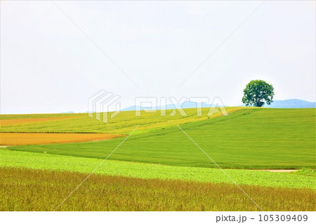七月の北海道、美瑛の丘で感じる初夏の薫り、芳醇な大地、欧州ヨーロッパの田舎町を想わせる丘の町にて 105309409