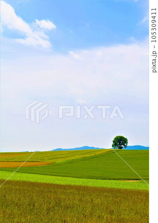 七月の北海道、美瑛の丘で感じる初夏の薫り、芳醇な大地、欧州ヨーロッパの田舎町を想わせる丘の町にて 105309411