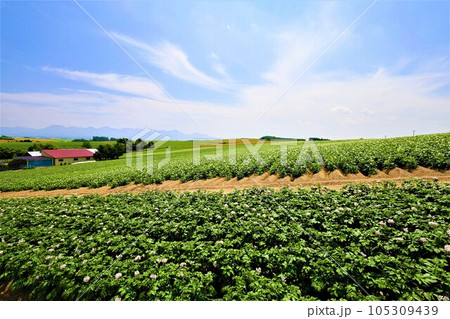 七月の北海道、美瑛の丘で感じる初夏の薫り、芳醇な大地、欧州ヨーロッパの田舎町を想わせる丘の町にて 105309439