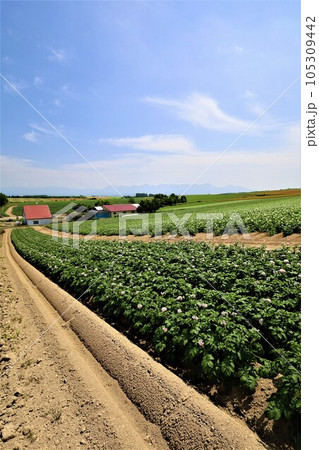 七月の北海道、美瑛の丘で感じる初夏の薫り、芳醇な大地、欧州ヨーロッパの田舎町を想わせる丘の町にて 105309442
