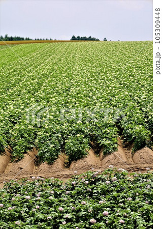 七月の北海道、美瑛の丘で感じる初夏の薫り、芳醇な大地、欧州ヨーロッパの田舎町を想わせる丘の町にて 105309448