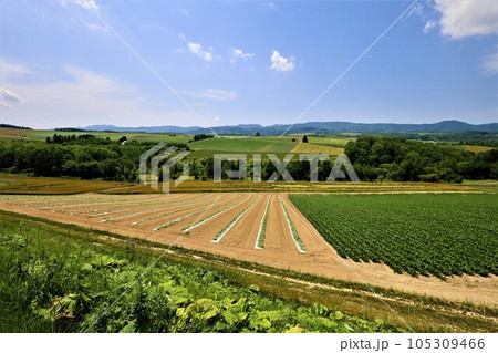 七月の北海道、美瑛の丘で感じる初夏の薫り、芳醇な大地、欧州ヨーロッパの田舎町を想わせる丘の町にて 105309466