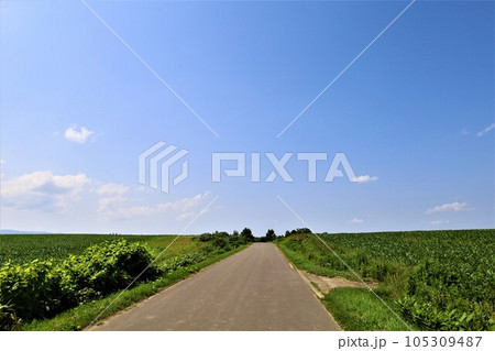 七月の北海道、美瑛の丘で感じる初夏の薫り、芳醇な大地、欧州ヨーロッパの田舎町を想わせる丘の町にて 七月の北海道、美瑛の丘で感じる初夏の薫り、芳醇な大地、欧州ヨーロッパの田舎町を想わせる丘の町にて 105309487