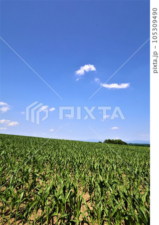 七月の北海道、美瑛の丘で感じる初夏の薫り、芳醇な大地、欧州ヨーロッパの田舎町を想わせる丘の町にて 七月の北海道、美瑛の丘で感じる初夏の薫り、芳醇な大地、欧州ヨーロッパの田舎町を想わせる丘の町にて 105309490