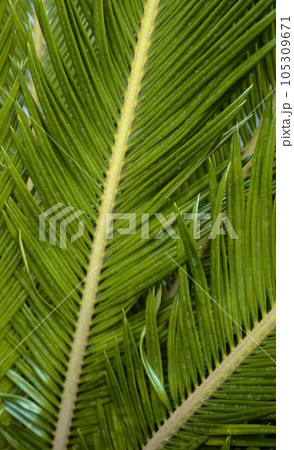 Botanical fern leaf foliage natural plant tree organic background. Botanical fern leaf foliage natural plant tree organic background. 105309671