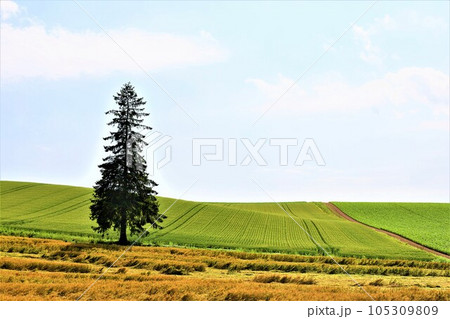 七月の北海道、美瑛の丘で感じる初夏の薫り、芳醇な大地、欧州ヨーロッパの田舎町を想わせる丘の町にて 七月の北海道、美瑛の丘で感じる初夏の薫り、芳醇な大地、欧州ヨーロッパの田舎町を想わせる丘の町にて 105309809