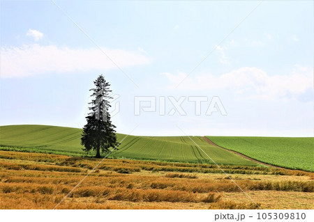七月の北海道、美瑛の丘で感じる初夏の薫り、芳醇な大地、欧州ヨーロッパの田舎町を想わせる丘の町にて 105309810