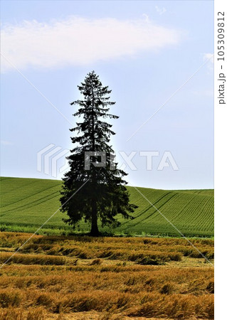 七月の北海道、美瑛の丘で感じる初夏の薫り、芳醇な大地、欧州ヨーロッパの田舎町を想わせる丘の町にて 七月の北海道、美瑛の丘で感じる初夏の薫り、芳醇な大地、欧州ヨーロッパの田舎町を想わせる丘の町にて 105309812