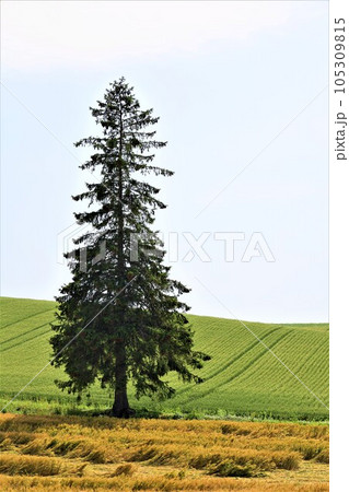 七月の北海道、美瑛の丘で感じる初夏の薫り、芳醇な大地、欧州ヨーロッパの田舎町を想わせる丘の町にて 七月の北海道、美瑛の丘で感じる初夏の薫り、芳醇な大地、欧州ヨーロッパの田舎町を想わせる丘の町にて 105309815