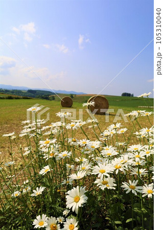 七月の北海道、美瑛の丘で感じる初夏の薫り、芳醇な大地、欧州ヨーロッパの田舎町を想わせる丘の町にて 105310040