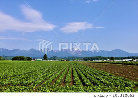 七月の北海道、美瑛の丘で感じる初夏の薫り、芳醇な大地、欧州ヨーロッパの田舎町を想わせる丘の町にて 七月の北海道、美瑛の丘で感じる初夏の薫り、芳醇な大地、欧州ヨーロッパの田舎町を想わせる丘の町にて 105310062