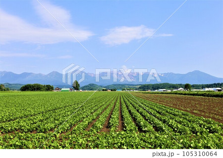 七月の北海道、美瑛の丘で感じる初夏の薫り、芳醇な大地、欧州ヨーロッパの田舎町を想わせる丘の町にて 七月の北海道、美瑛の丘で感じる初夏の薫り、芳醇な大地、欧州ヨーロッパの田舎町を想わせる丘の町にて 105310064