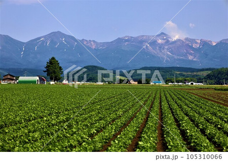七月の北海道、美瑛の丘で感じる初夏の薫り、芳醇な大地、欧州ヨーロッパの田舎町を想わせる丘の町にて 七月の北海道、美瑛の丘で感じる初夏の薫り、芳醇な大地、欧州ヨーロッパの田舎町を想わせる丘の町にて 105310066