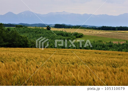 七月の北海道、美瑛の丘で感じる初夏の薫り、芳醇な大地、欧州ヨーロッパの田舎町を想わせる丘の町にて 105310079