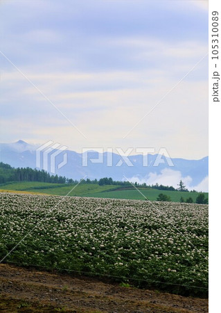 七月の北海道、美瑛の丘で感じる初夏の薫り、芳醇な大地、欧州ヨーロッパの田舎町を想わせる丘の町にて 七月の北海道、美瑛の丘で感じる初夏の薫り、芳醇な大地、欧州ヨーロッパの田舎町を想わせる丘の町にて 105310089