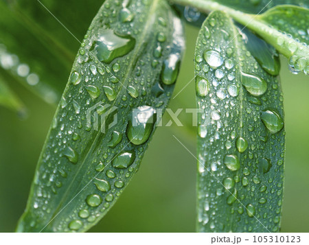 水滴が付いた笹の葉 105310123