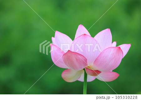 夏の早朝にピンク色の大きな花を咲かせる蓮 夏の早朝にピンク色の大きな花を咲かせる蓮 105310228