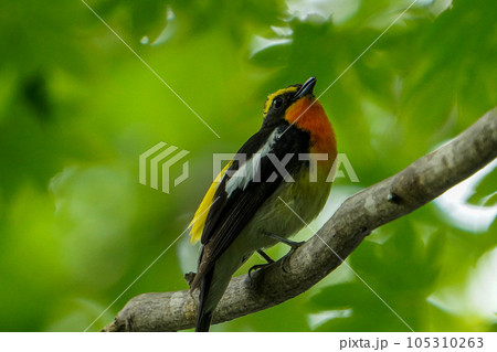 真夏の河畔林で子育て中のキビタキのオス 105310263