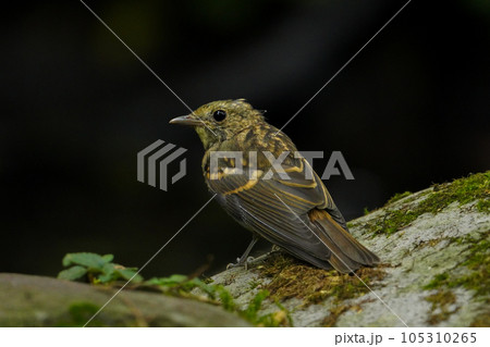 真夏の森林で見つけたキビタキの幼鳥 105310265