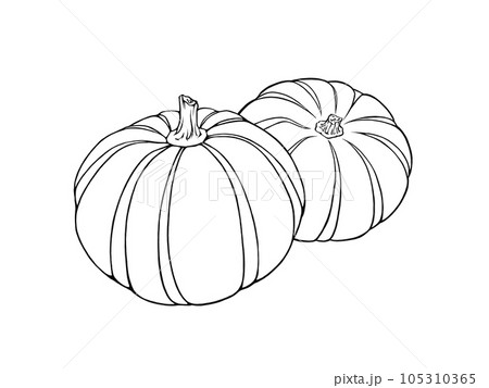 ふたつのプッチーニカボチャのシンプルな線画イラスト 105310365