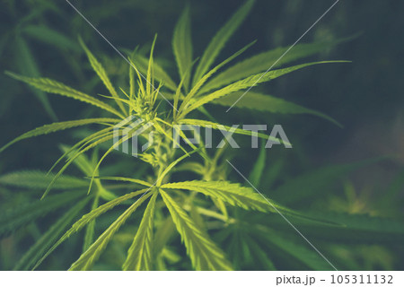 Green Marijuana tree cannabis plant narcotic herbal in greenhouse. Hemp leaf made cannabis crude oil at medicine farm. CBC, THC herb agriculture by Weed leaf Drug and medicine healthcare concept 105311132