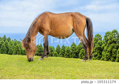 都井岬に生息する天然記念物の御崎馬が放牧地で草を食べる様子｜馬イメージ｜宮崎県串間市 105311174