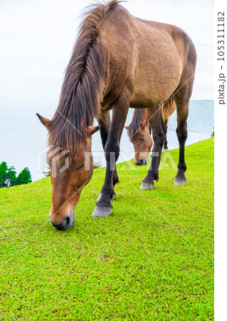 都井岬に生息する天然記念物の御崎馬が放牧地で草を食べる様子|馬イメージ|宮崎県串間市 都井岬に生息する天然記念物の御崎馬が放牧地で草を食べる様子|馬イメージ|宮崎県串間市 105311182
