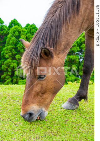都井岬に生息する天然記念物の御崎馬が放牧地で草を食べる様子|馬イメージ|宮崎県串間市 都井岬に生息する天然記念物の御崎馬が放牧地で草を食べる様子|馬イメージ|宮崎県串間市 105311186