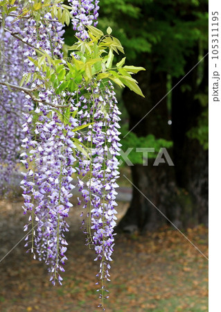 藤の花　霧島市和気神社 105311195
