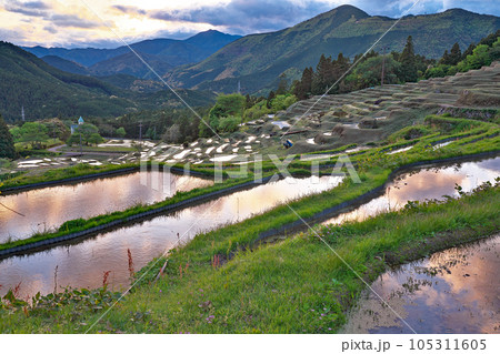 【丸山千枚田 (夕刻)】 三重県熊野市紀和町丸山 【丸山千枚田 (夕刻)】 三重県熊野市紀和町丸山 105311605