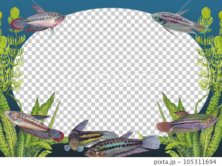 Sparkling gouramis fish and coral frame png 105311694