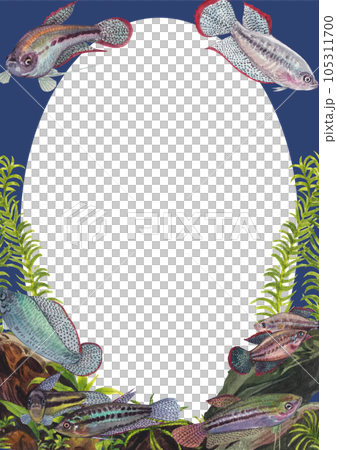 Sparkling gouramis fish and coral frame png 105311700