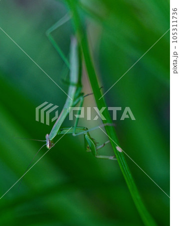 草に止まるオオカマキリ♀ 草に止まるオオカマキリ♀ 105311736
