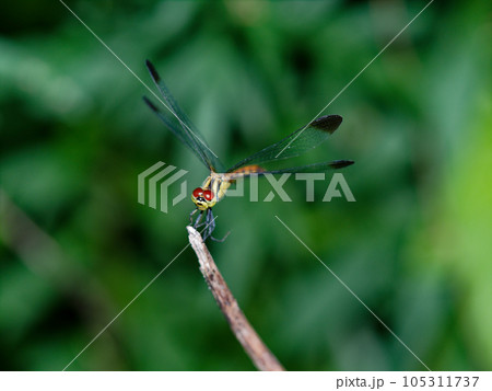 褐色斑のあるアカトンボ トンボ科ノシメトンボ♂ 褐色斑のあるアカトンボ トンボ科ノシメトンボ♂ 105311737