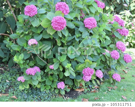 初夏 エヴィアン=レ=バン を彩る花々 アジサイ 初夏 エヴィアン=レ=バン を彩る花々 アジサイ 105311751