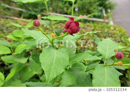 クロバナロウバイの花 クロバナロウバイの花 105312134